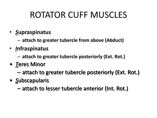 ROTATOR CUFF MUSCLES
• Supraspinatus
– attach to greater tubercle from above (Abduct)
• Infraspinatus
– attach to greater tubercle posteriorly (Ext. Rot.)
• Teres Minor
– attach to greater tubercle posteriorly (Ext. Rot.)
• Subscapularis
– attach to lesser tubercle anterior (Int. Rot.)
 