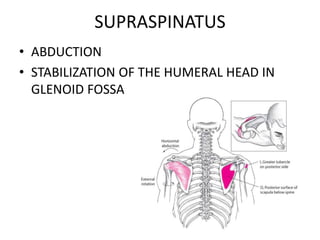 SUPRASPINATUS
• ABDUCTION
• STABILIZATION OF THE HUMERAL HEAD IN
GLENOID FOSSA
 