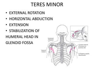 TERES MINOR
• EXTERNAL ROTATION
• HORIZONTAL ABDUCTION
• EXTENSION
• STABILIZATION OF
HUMERAL HEAD IN
GLENOID FOSSA
 