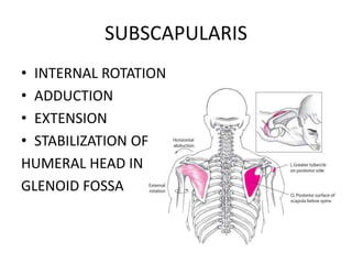 SUBSCAPULARIS
• INTERNAL ROTATION
• ADDUCTION
• EXTENSION
• STABILIZATION OF
HUMERAL HEAD IN
GLENOID FOSSA
 