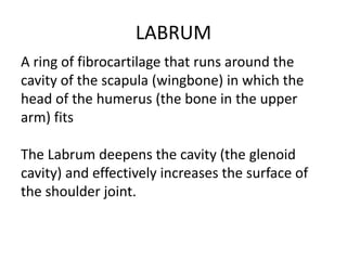 LABRUM
The Labrum deepens the cavity (the glenoid
cavity) and effectively increases the surface of
the shoulder joint.
A ring of fibrocartilage that runs around the
cavity of the scapula (wingbone) in which the
head of the humerus (the bone in the upper
arm) fits
 