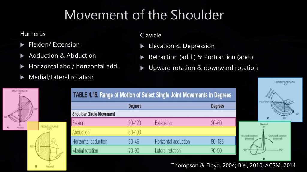 The Shoulder: Anatomy and Function