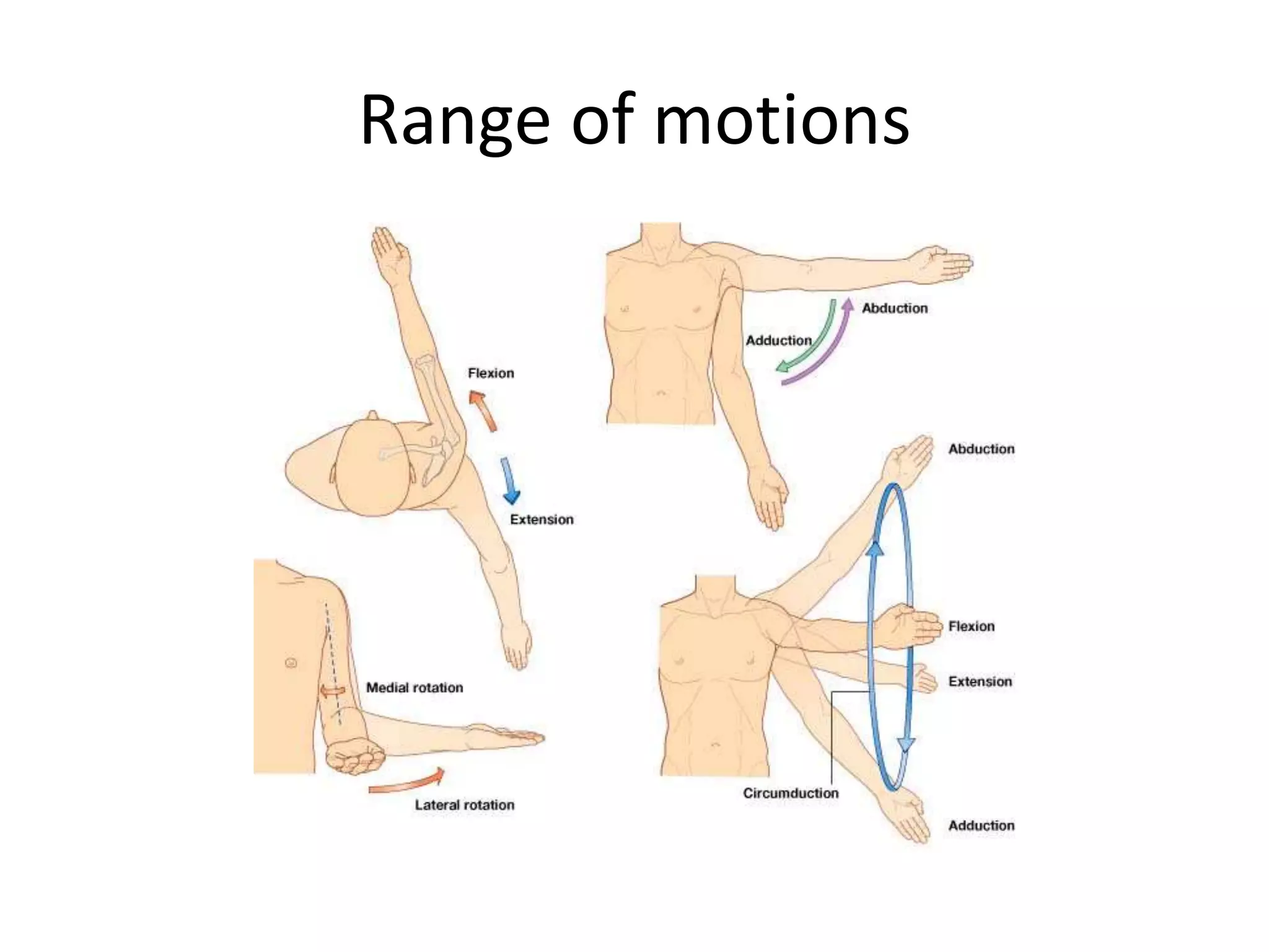 Anatomy And Biomechanics Of Shoulder Joint PPT anatomy-and-biomechanics-of-shoulder-joint-ppt