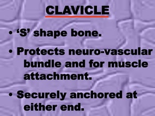 CLAVICLE
• ‘S’ shape bone.
• Protects neuro-vascular
bundle and for muscle
attachment.
• Securely anchored at
either end.
 