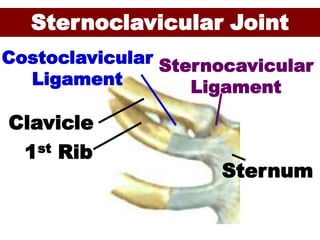Clavicle
1st Rib
Sternum
Sternocavicular
Ligament
Costoclavicular
Ligament
Sternoclavicular Joint
 