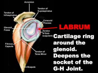 LABRUM
Cartilage ring
around the
glenoid.
Deepens the
socket of the
G-H Joint.
 