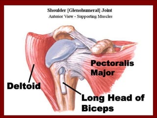 Pectoralis
Major
Long Head of
Biceps
Deltoid
 