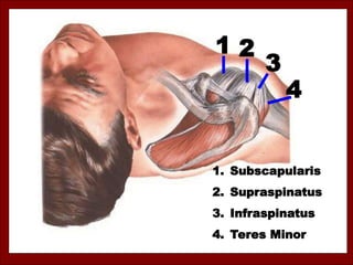 1 2
3
4
1. Subscapularis
2. Supraspinatus
3. Infraspinatus
4. Teres Minor
 