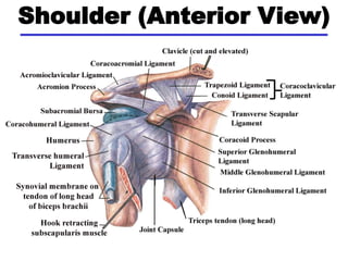 Shoulder (Anterior View)
 