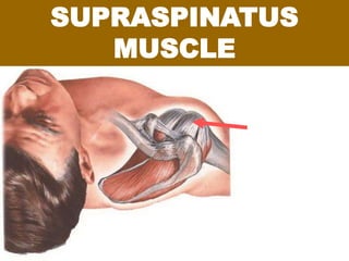 SUPRASPINATUS
MUSCLE
 