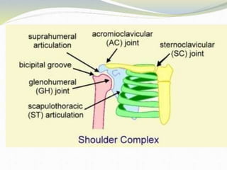 Anatomy and Biomechanics of shoulder complex | PPTX