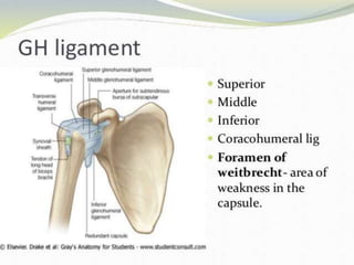 Anatomy and Biomechanics of shoulder complex | PPTX