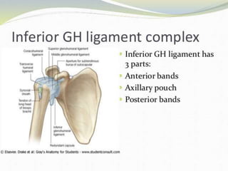 Shoulder Commplex Anatomy and Biomechanics of shoulder complex | PPTX