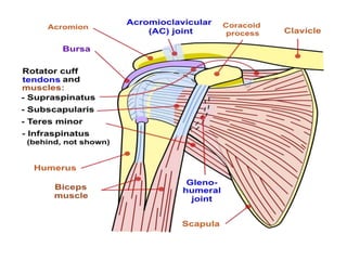 The Shoulder Complex Anatomy and Biomechanics of shoulder complex | PPTX