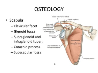 Supraglenoid Process Shoulder.pptx