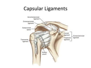Shoulder.pptx