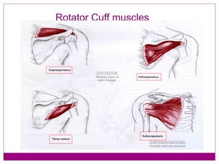 Rotator Cuff muscles 
