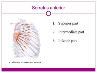 Serratus anterior Superior part Intermediate part Inferoir part 