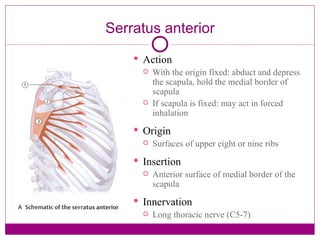 Serratus anterior Action With the origin fixed: abduct and depress the scapula, hold the medial border of scapula If scapula is fixed: may act in forced inhalation Origin Surfaces of upper eight or nine ribs Insertion Anterior surface of medial border of the scapula Innervation Long thoracic nerve (C5-7) 