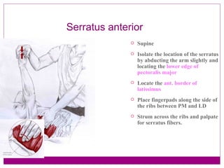 Serratus anterior Supine Isolate the location of the serratus by abducting the arm slightly and locating the  lower edge of pectoralis major Locate the  ant. border of latissimus Place fingerpads along the side of the ribs between PM and LD Strum across the ribs and palpate for serratus fibers.   