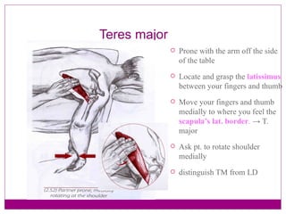 Teres major Prone with the arm off the side of the table Locate and grasp the  latissimus  between your fingers and thumb Move your fingers and thumb medially to where you feel the  scapula’s lat. border .  -> T. major Ask pt. to rotate shoulder medially  distinguish TM from LD 