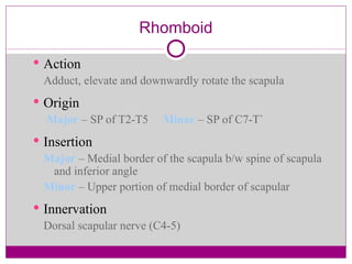 Rhomboid Action Adduct, elevate and downwardly rotate the scapula Origin Major  – SP of T2-T5  Minor  – SP of C7-T` Insertion Major  – Medial border of the scapula b/w spine of scapula and inferior angle Minor  – Upper portion of medial border of scapular Innervation Dorsal scapular nerve (C4-5) 