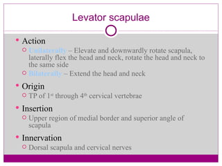 Levator scapulae Action Unilaterally  – Elevate and downwardly rotate scapula, laterally flex the head and neck, rotate the head and neck to the same side Bilaterally  – Extend the head and neck  Origin TP of 1 st  through 4 th  cervical vertebrae Insertion Upper region of medial border and superior angle of scapula Innervation Dorsal scapula and cervical nerves 