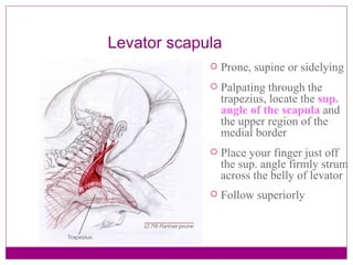 Levator scapula Prone, supine or sidelying Palpating through the trapezius, locate the  sup. angle of the scapula  and the upper region of the medial border Place your finger just off the sup. angle firmly strum across the belly of levator Follow superiorly   