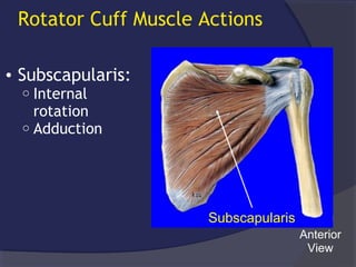 The Painful Adult Shoulder: evidence based history, exam and approach | PPT