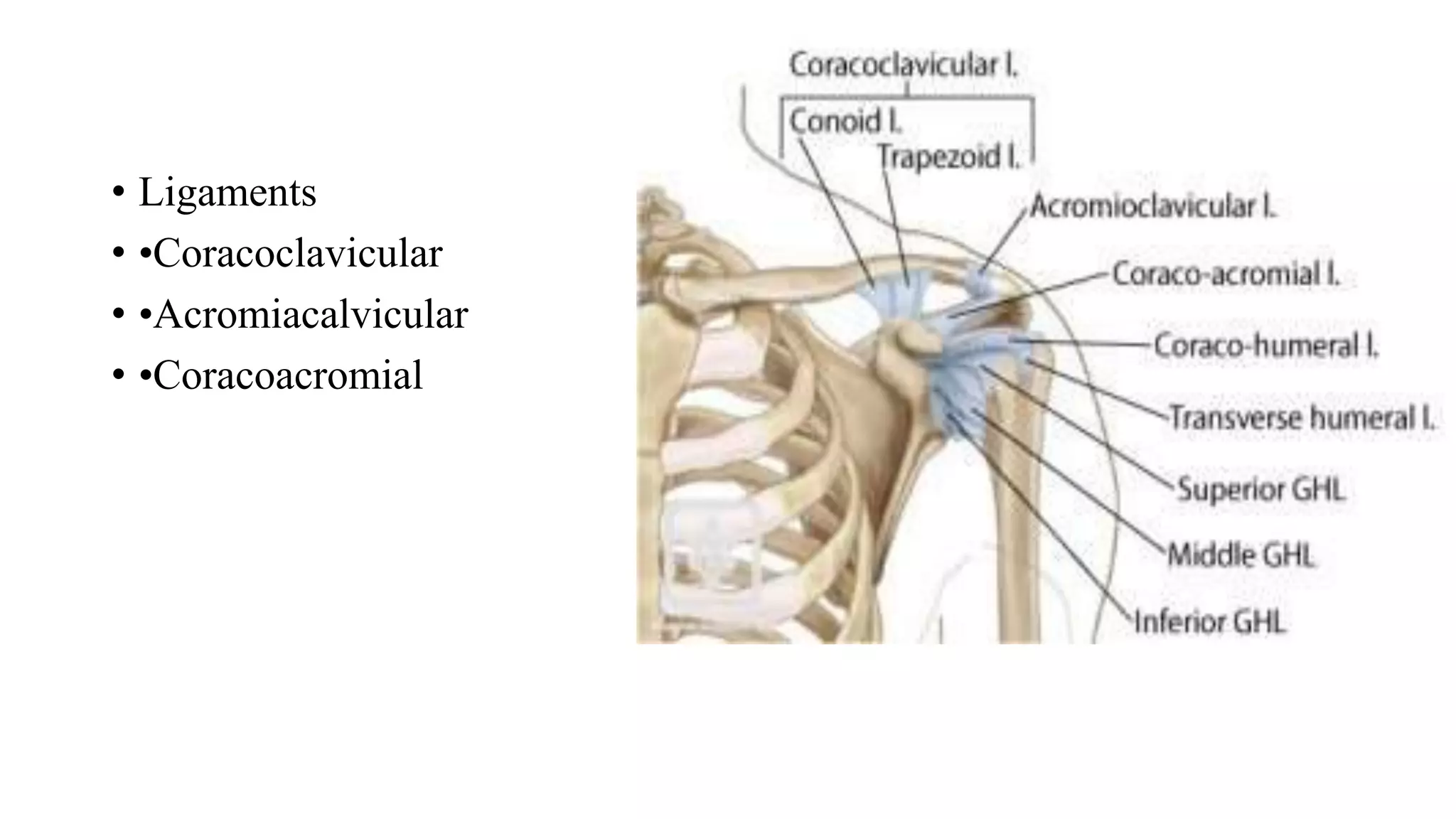• Ligaments
• •Coracoclavicular
• •Acromiacalvicular
• •Coracoacromial
 