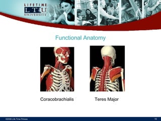 ©2006 Life Time Fitness Functional Anatomy Coracobrachialis Teres Major 