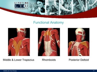©2006 Life Time Fitness Functional Anatomy Middle & Lower Trapezius Rhomboids Posterior Deltoid 