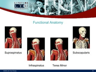 ©2006 Life Time Fitness Functional Anatomy Subscapularis Teres Minor Infraspinatus Supraspinatus 