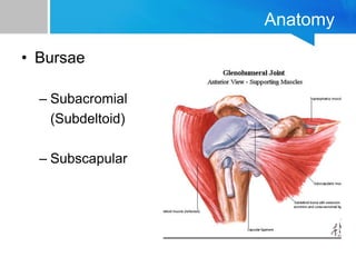 Anatomy
• Bursae
– Subacromial
(Subdeltoid)
– Subscapular
 