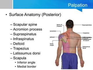 Palpation
• Surface Anatomy (Posterior)
– Scapular spine
– Acromion process
– Supraspinatus
– Infraspinatus
– Deltoid
– Trapezius
– Latissumus dorsi
– Scapula
• Inferior angle
• Medial border
Supraspinatus
Infraspinatus
Inferior angle
of scapula
 
