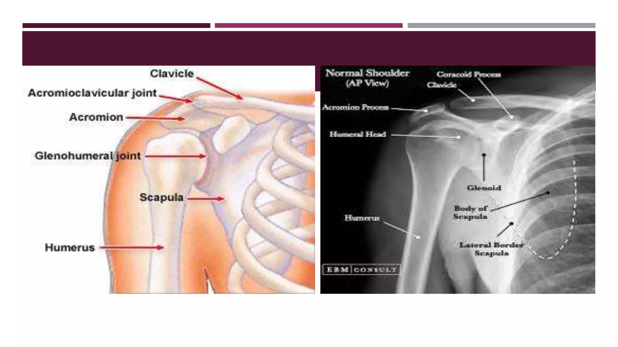 Shoulder In Neutral Position SHOULDER POSITIONING - ANAND GURMAITA ( BSc. RADIOLOGY ) | PPTX