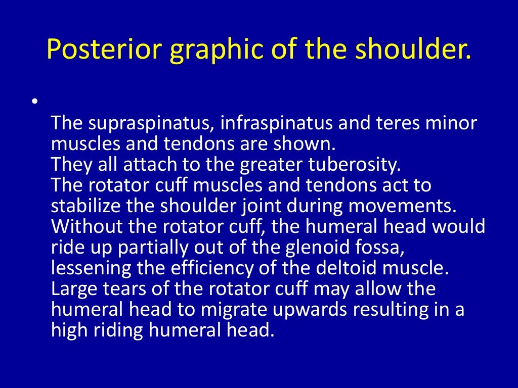 MRI of Shoulder anatomy