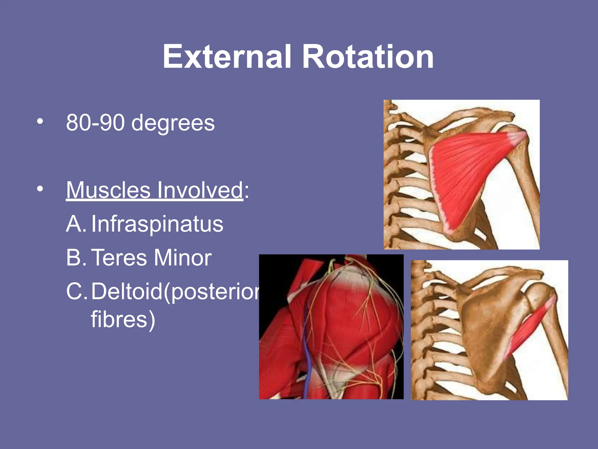 shoulderanatomy-160501022628.pptx