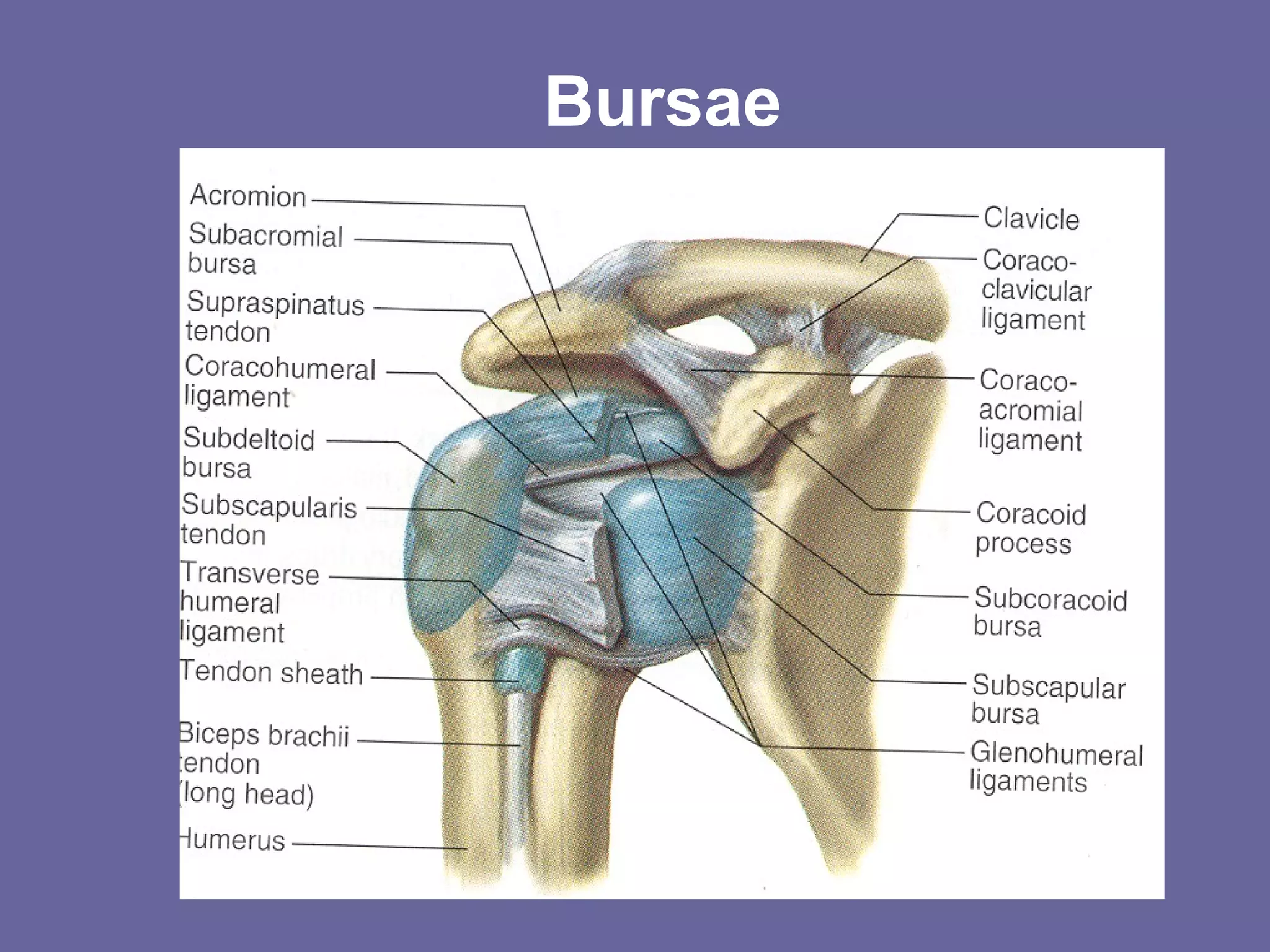 Shoulder Anatomy PPT