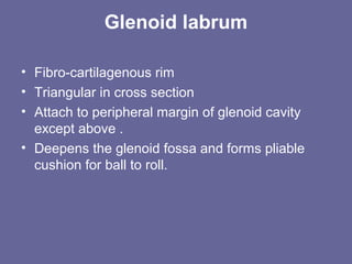 Glenoid labrum
• Fibro-cartilagenous rim
• Triangular in cross section
• Attach to peripheral margin of glenoid cavity
except above .
• Deepens the glenoid fossa and forms pliable
cushion for ball to roll.
 