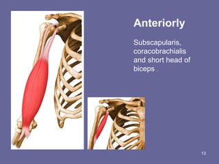 13
Anteriorly
Subscapularis,
coracobrachialis
and short head of
biceps .
 