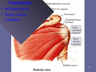14
Posteriorly:
• Infraspinatus
• Teres minor
muscles.
 