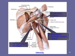 16
1. the long head of
the triceps
muscle
2. the axillary
nerve
3. the posterior
circumflex humeral
vessels
Inferiorly:
 