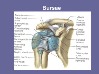 Bursae
 