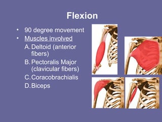 Flexion
• 90 degree movement
• Muscles involved
A.Deltoid (anterior
fibers)
B.Pectoralis Major
(clavicular fibers)
C.Coracobrachialis
D.Biceps
 