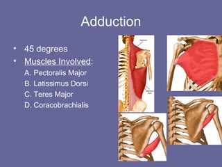 Adduction
• 45 degrees
• Muscles Involved:
A. Pectoralis Major
B. Latissimus Dorsi
C. Teres Major
D. Coracobrachialis
 