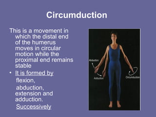 Circumduction
This is a movement in
which the distal end
of the humerus
moves in circular
motion while the
proximal end remains
stable
• It is formed by
flexion,
abduction,
extension and
adduction.
Successively
 