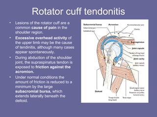 Rotator cuff tendonitis
• Lesions of the rotator cuff are a
common cause of pain in the
shoulder region.
• Excessive overhead activity of
the upper limb may be the cause
of tendinitis, although many cases
appear spontaneously.
• During abduction of the shoulder
joint, the supraspinatus tendon is
exposed to friction against the
acromion.
• Under normal conditions the
amount of friction is reduced to a
minimum by the large
subacromial bursa, which
extends laterally beneath the
deltoid.
 