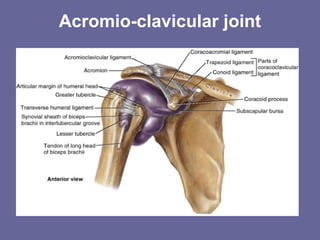 Acromio-clavicular joint
 