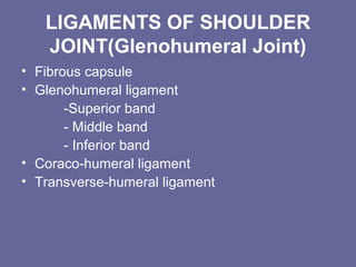 LIGAMENTS OF SHOULDER
JOINT(Glenohumeral Joint)
• Fibrous capsule
• Glenohumeral ligament
-Superior band
- Middle band
- Inferior band
• Coraco-humeral ligament
• Transverse-humeral ligament
 
